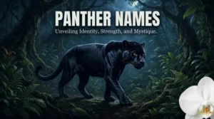 Panther name with name generator