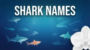 Shark names with name generator
