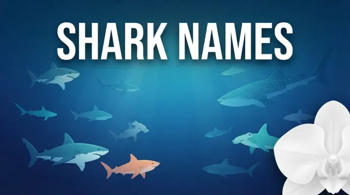 Shark names with name generator